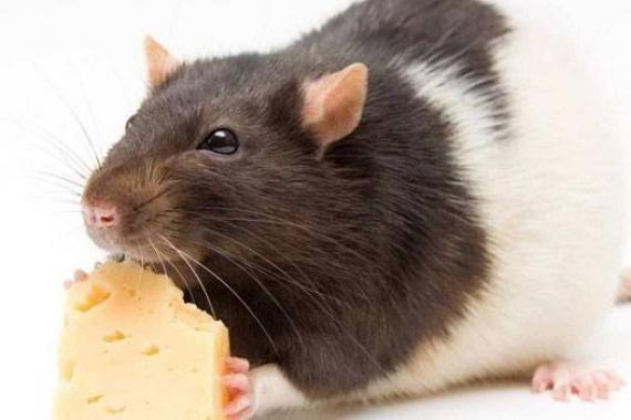 К чему снятся крысы в доме