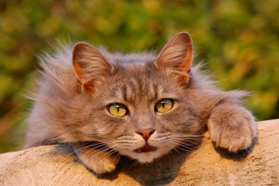 Почему приснилось много кошек: особенности толкования